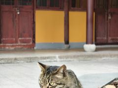 -龙华素斋(龙华路店)