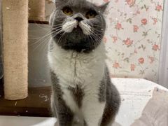 -猫小院猫主题餐厅(三里屯店)
