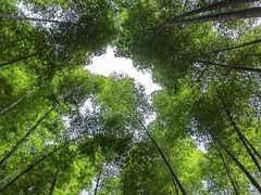 -缙云山景区