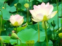-荷塘月色湿地公园·向阳花洲
