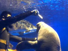 -烟台海昌鲸鲨海洋公园