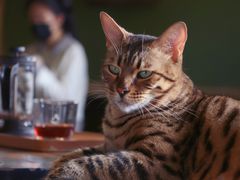 -猫猫幼稚园·撸猫·桌游·电玩