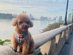 -芭比堂动物医院广州顽皮分院