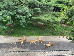 -大连森林动物园
