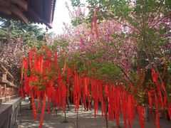 -西安青龙寺遗址景区