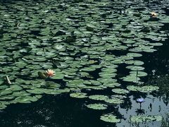 -东莞植物园