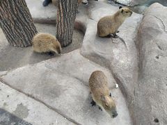 -北京野生动物园