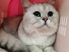 -宠福鑫康馨动物医院·骨科·眼科