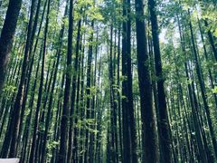 -山王坪喀斯特国家生态公园