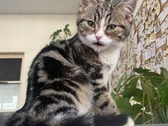 -猫小院猫主题餐厅(南锣旗舰店)