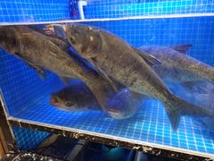 水产区-姜君·千岛湖鱼头馆(浦东大道店)