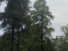 -上海滨江森林公园