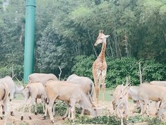 -广州长隆野生动物世界