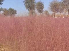 -汉长安城未央宫国家考古遗址公园