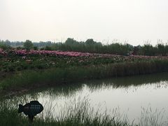 -泗洪洪泽湖湿地景区