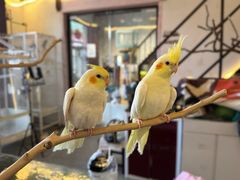 -深圳鸟咖鹦花岛