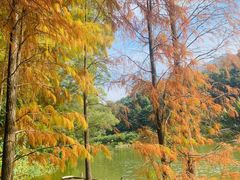 -深圳仙湖植物园