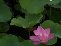 -大望京公园