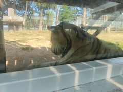 -西霞口神雕山野生动物世界