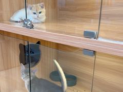 -猫十亿·布偶金渐层·曼基康矮脚猫舍(青年路店)