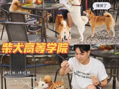 -柴犬高等学院·狗咖·柴犬售卖·宠物训练