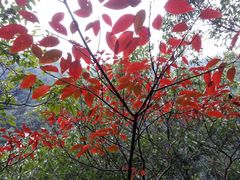 android_upload_pic-楠溪江风景名胜区