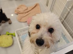 -有喵·猫咖·狗咖·30几只猫10只小狗(岗厦店)