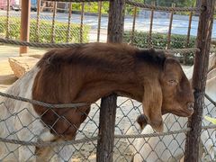 -保定市动物园