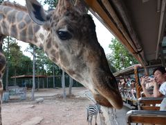 -清迈夜间动物园