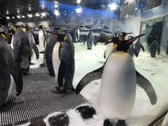 -凯莉-塔尔敦海洋生物水族馆