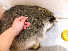-浣熊柯尔鸭土拨鼠·电玩咖