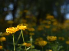 -长春公园(普阳街道)