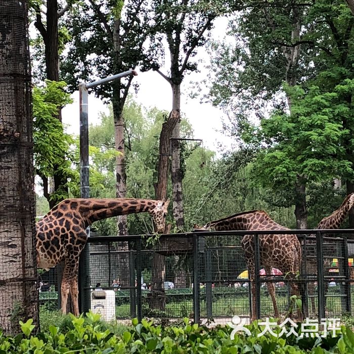 北京动物园图片-北京动物园-大众点评网
