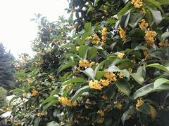 -杭州海华满陇度假酒店