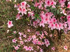 -东莞植物园