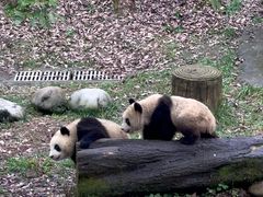 -中国大熊猫保护研究中心雅安碧峰峡基地