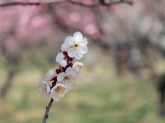 -苏州上方山国家森林公园