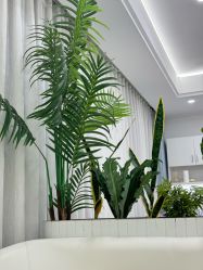 -白月光皮肤管理·德国LDM