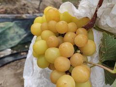 -港华水果街(港华广场店)