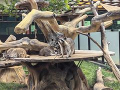 -大连森林动物园