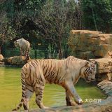 长沙周边亲子游🟠藏于静谧茶乡的老虎园子🐯