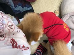 -逗柴咖啡屋·狗咖猫咖宠物桌游
