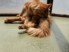 -猫猫幼稚园·撸猫·桌游·电玩