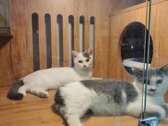-叮叮猫咪生活馆