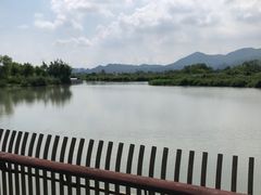 -三垟湿地