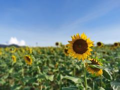 -光明小镇欢乐田园