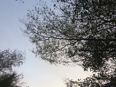 -银湖山郊野公园-相思林