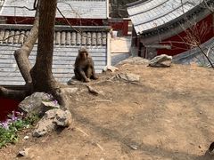-北京上方山国家森林公园