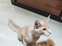 -藏猫猫咖啡主题馆(中央大道店)