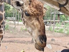 -清迈夜间动物园